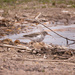 spotted sandpiper by aecasey