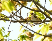 13th May 2022 - Goldfinch up high in neighbours tree........