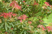 13th May 2022 - Pieris flowers have recovered from the frosts