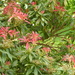Pieris flowers have recovered from the frosts by snowy