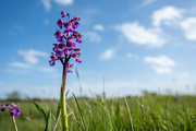 13th May 2022 - Green Veined Orchid