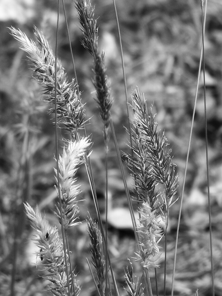 Wild grass... by marlboromaam