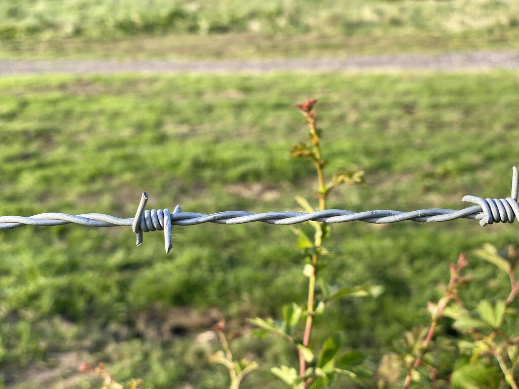 Barbed wire in the countryside  by cafict