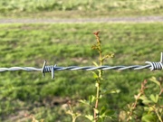 14th May 2022 - Barbed wire in the countryside 