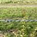 Barbed wire in the countryside  by cafict