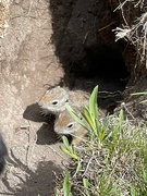 13th May 2022 - Baby Ground Squirrels