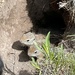 Baby Ground Squirrels