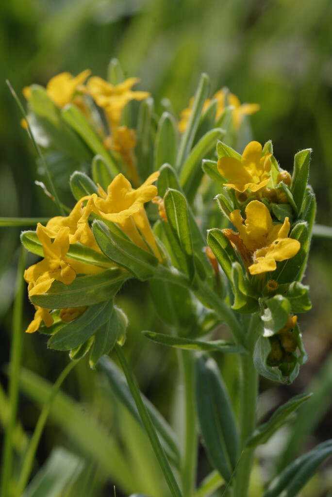 hoary puccoon by rminer