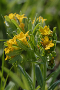13th May 2022 - hoary puccoon