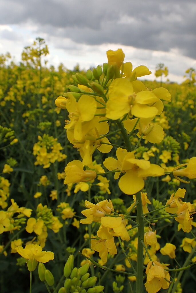 Getting closer to the rapeseed blooms by speedwell