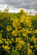 29th Apr 2022 - Getting closer to the rapeseed blooms
