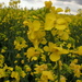 Getting closer to the rapeseed blooms