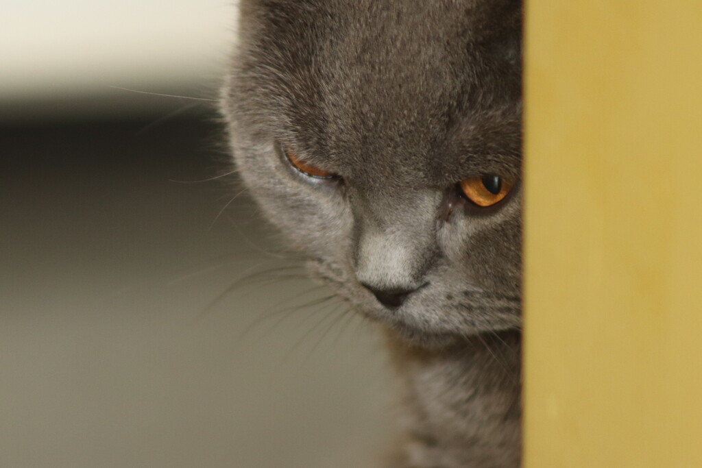 The shot from this angle looks like he's frowning, but overall the cat was playful and cheerful. by nyngamynga