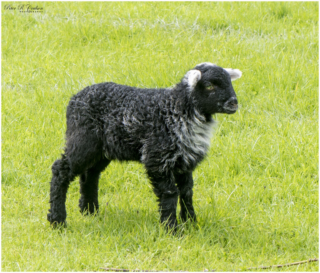 Herdwick Lamb by pcoulson