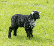 13th May 2022 - Herdwick Lamb
