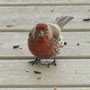 8th May 2022 - Bold Little House Finch