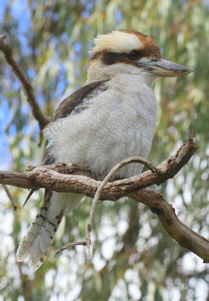 Hello from a kookaburra by gilbertwood