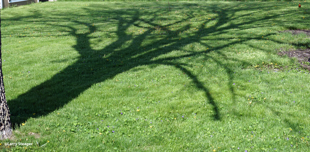 Shadow on the grass by larrysphotos