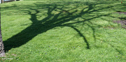 13th May 2022 - Shadow on the grass
