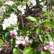 13th May 2022 - Apple blossom orchard