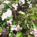 Apple blossom orchard