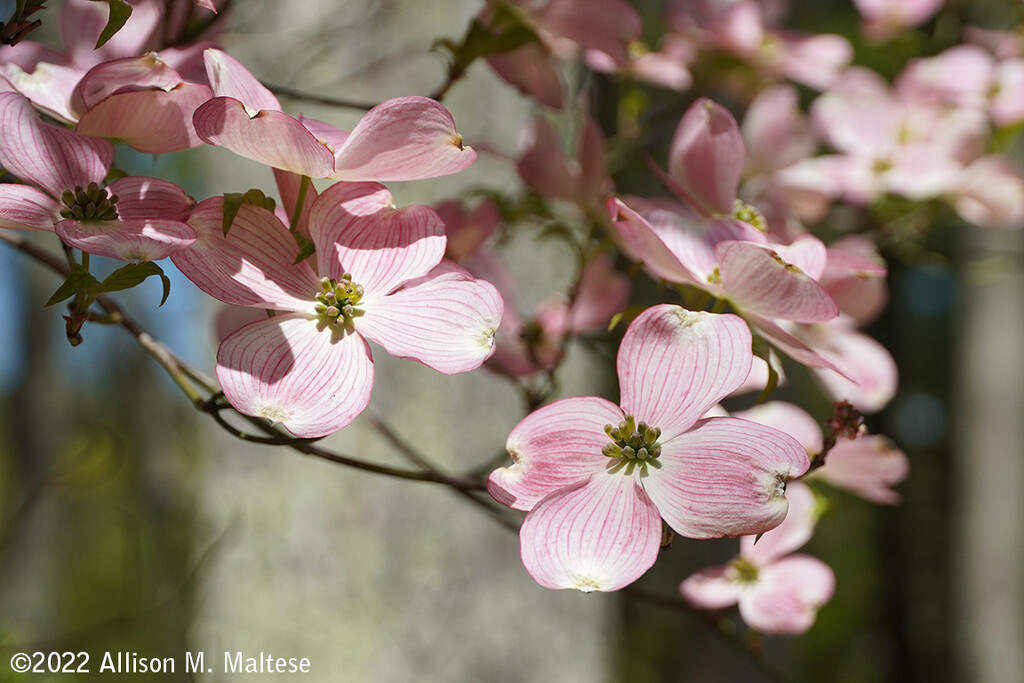 Dogwood Blossoms by falcon11