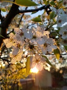 13th May 2022 - Cherry blossom morning