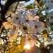 Cherry blossom morning