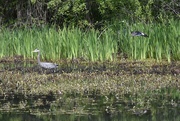 13th May 2022 - Two Waterfowl In One Shot