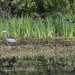 Two Waterfowl In One Shot