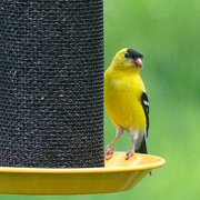 12th May 2022 - Goldfinch (male)