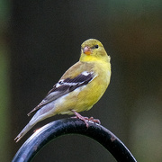 13th May 2022 - Goldfinch (female)