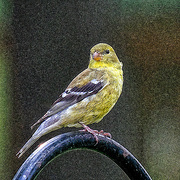 10th May 2022 - Goldfinch ETSOOI