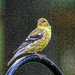 Goldfinch ETSOOI