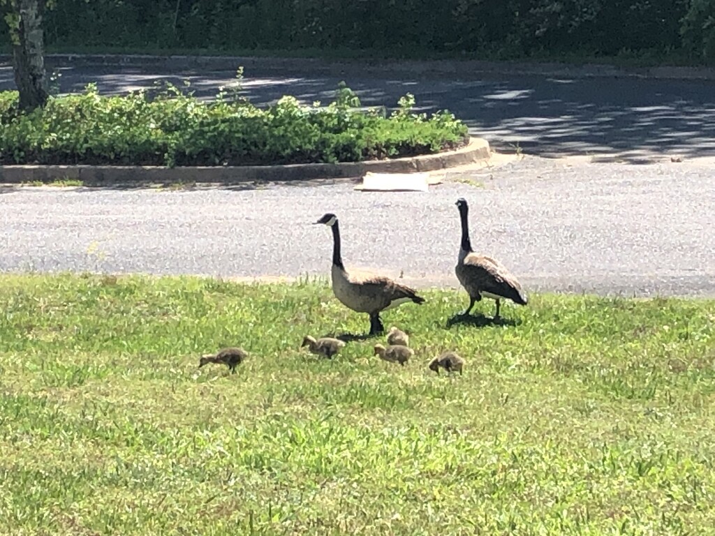 Family out for a stroll by homeschoolmom