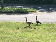 9th May 2022 - Family out for a stroll