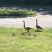 Family out for a stroll