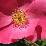 9th May 2022 - Pink rose
