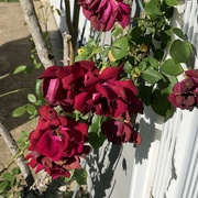 8th May 2022 - Red Roses