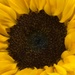 Sunflower center by homeschoolmom