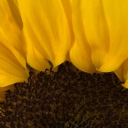 10th May 2022 - Half sunflower