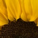 Half sunflower