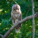133-365 owl
