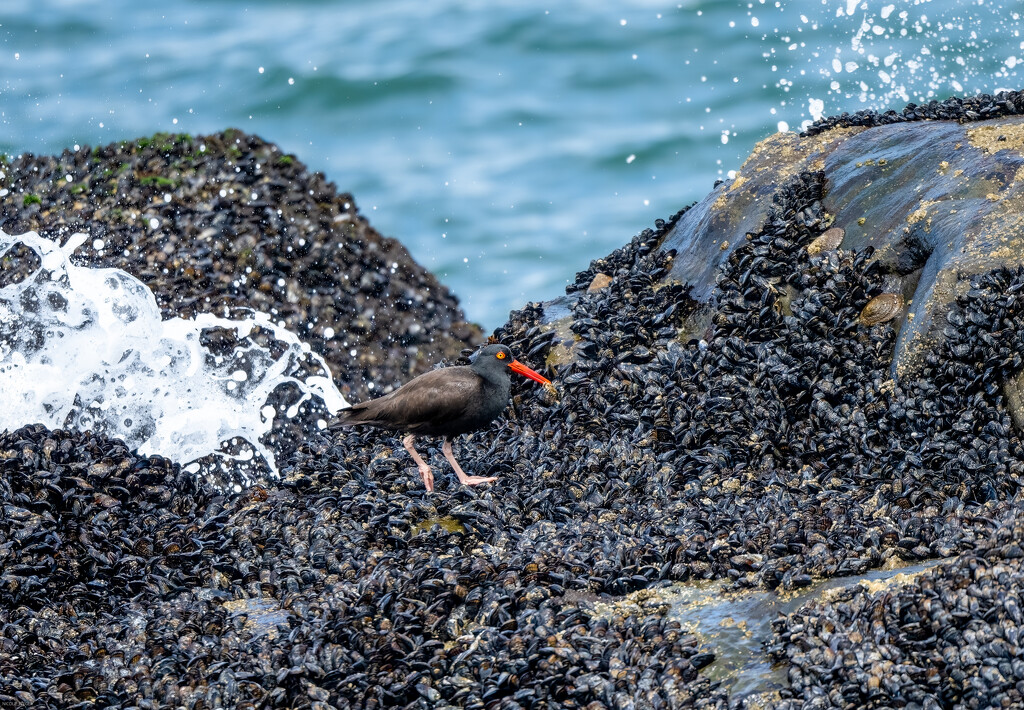 Black oystercatcher with mussel dinner by nicoleweg
