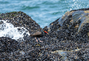 13th May 2022 - Black oystercatcher with mussel dinner