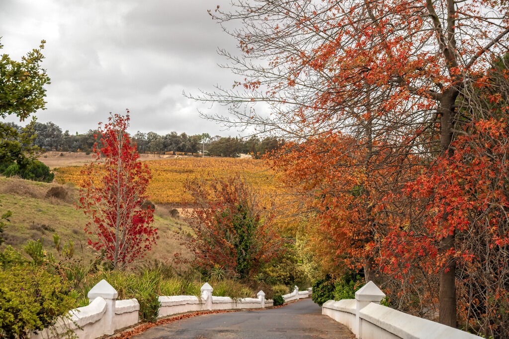 The road on the wine estate by ludwigsdiana