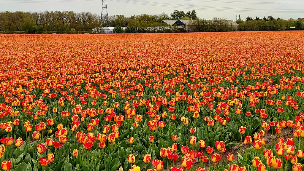 Tulip Field of Red & Yellow by harbie