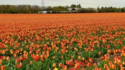 13th May 2022 - Tulip Field of Red & Yellow