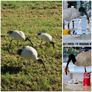 11th May 2022 - Clean up. Ibis style. 