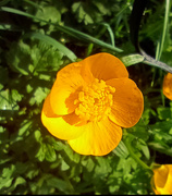 14th May 2022 - Buttercup